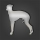 Italian Greyhound Style 2